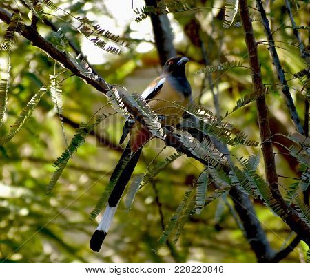 Rufous Treepie Loud Singing Bird - India