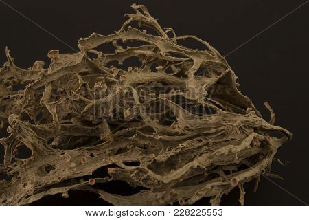 Dried ramalina fraxinea or cartilage lichen closeup abstract background