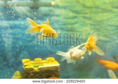 Goldfish In The Aquarium On The Background Of A Stone Castle.