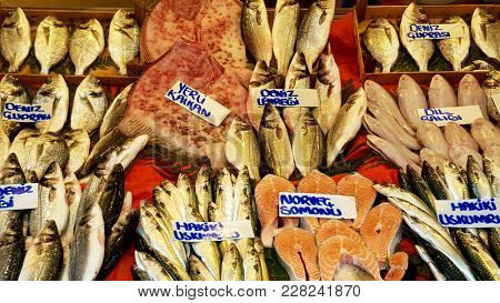 Salmon, Turbot, Perch, Hamsi and Sole Fish