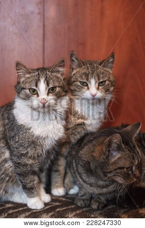 Three Cats Together Indoors Shelter. Lovely Pets