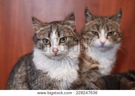 Three Cats Together Indoors Shelter. Lovely Pets