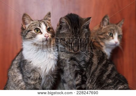 Three Cats Together Indoors Shelter. Lovely Pets