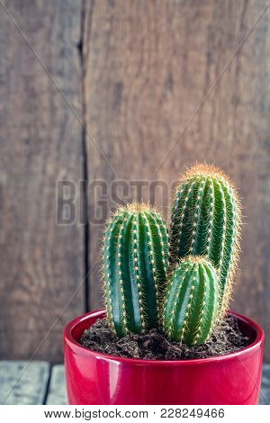 Green Cacti In The Red Pot On Rustic Wooden Background. Toned Vintage.
