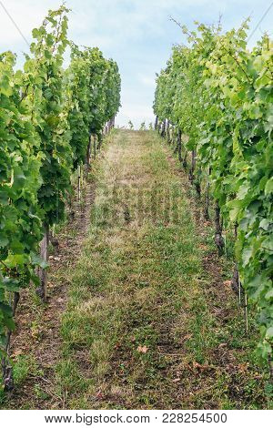 Rows Of Grape Bushes