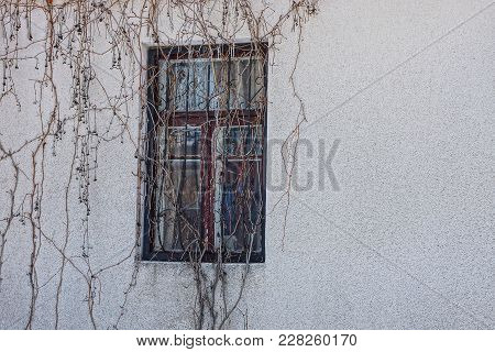 The Old Window On A Gray Wall Overgrown With Dry Branches Of A Plant