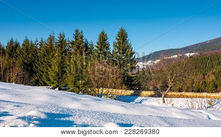 Spruce Forest On A Snow Slopes In Mountains. Lovely Nature Scenery In Carpathian Countryside