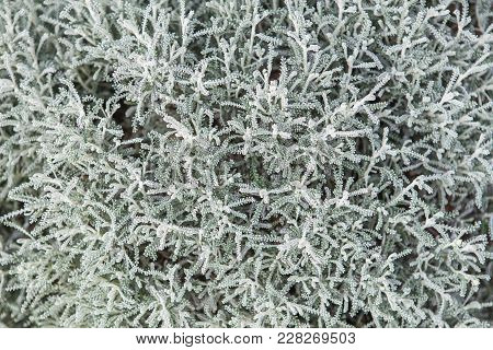 Cotton Lavender Or Gray Santolina (santolina Chamaecyparissus), Medicinal Plant
