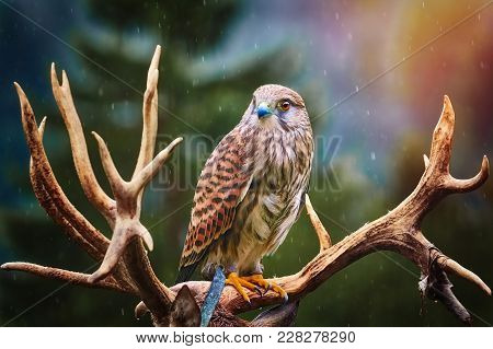 Portrait Of Common Kestrel (falco Tinnunculus) Perching On The Horns Of Deer