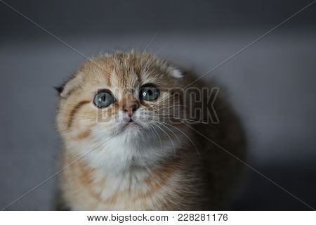 Close-up Portrait Of A Kitten As A Cat In Boots