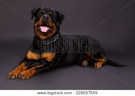 Beautiful Young Rottweiler, Studio Shot. Black And Brown Adorable Rottweiler Dog Lying On Dark Backg