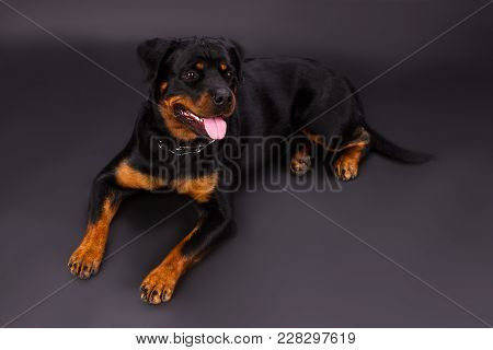 Lovely Young Rottweiler On Dark Background. Beautiful Rottweiler Puppy Lying In Studio. Beautiful Do
