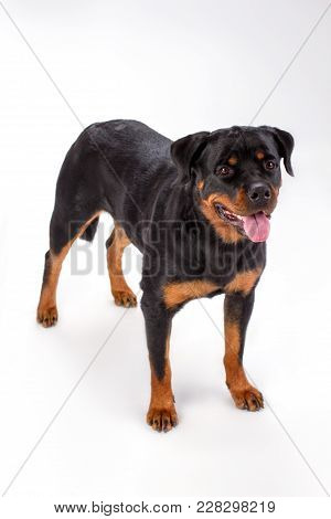 Young Pedigree Dog, White Background. Adorable Young Rottweiler Dog Isolated On White Background, St