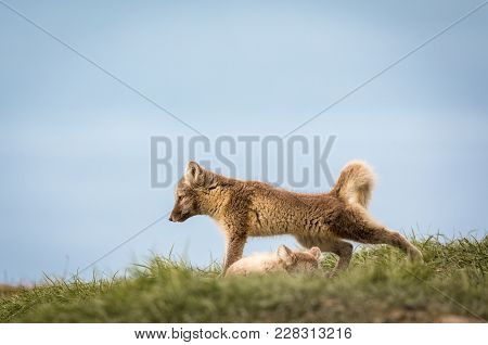Arctic Fox Cub Standing And Stretching, Looking To The Side, It Is One Of A Litter Of At Least Four 