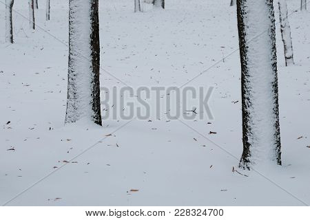 Tree Trunks In The Snow. Closeup Shot Of The Tree Trunks Near The Ground Covered With Snow. On The S