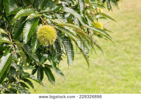 Closeup Of Sweet Chestnut In Husk Growing On Chestnut Tree With Copy Space