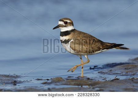 Killdeer Foraging On A Gulf Of Mexico Beach - Florida