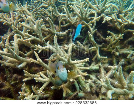 Sealife Of Mystery Island, Aneityum, Vanuatu