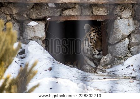 Amur Or Ussuri Tiger, In Winter Or The Far Eastern Tiger Is The Northernmost.