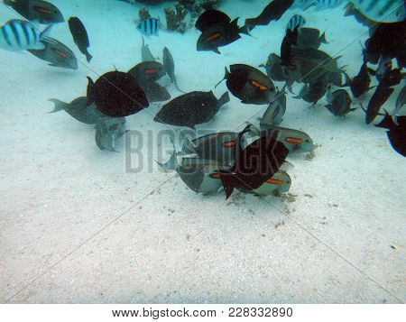 Sealife Of Mystery Island, Aneityum, Vanuatu
