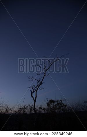 The Blue Sky And Tree One Alone
