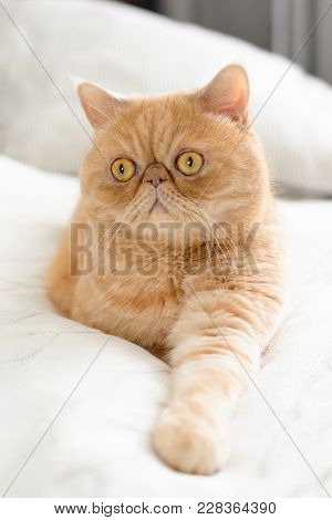 Cute Persian Cat Laying On Bed. Selective Focus