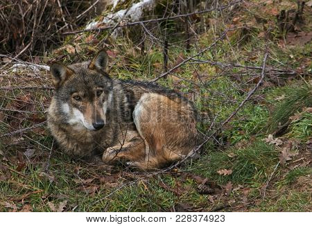 Portrait Of Beautiful Gray Wolf Sitting In The Wood, Abruzzo, Italy