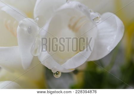 Beautiful White Fresia Closeup.there Are Drops Of Water On It.