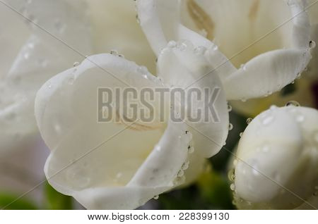 Beautiful White Fresia Closeup.there Are Drops Of Water On It.