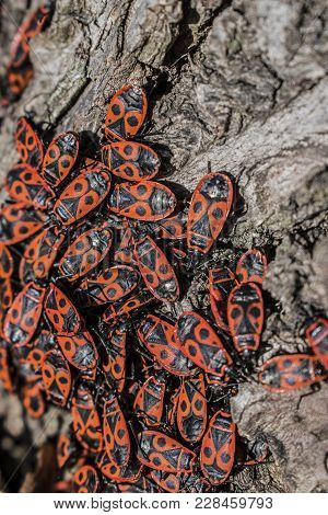 The Firebug, Pyrrhocoris Apterus, A Common Insect. Red Bugs Crowd On Tree Bark. Selected Focus