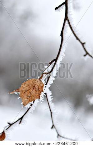 Frozen Branch Of Birch Tree With Dry Leaf