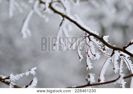 White Frozen Branches Of Bush Cold Winter