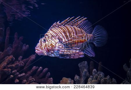 Beautiful Fish Lionfish, She Is A Lion Fish, Lives In The Red Sea.