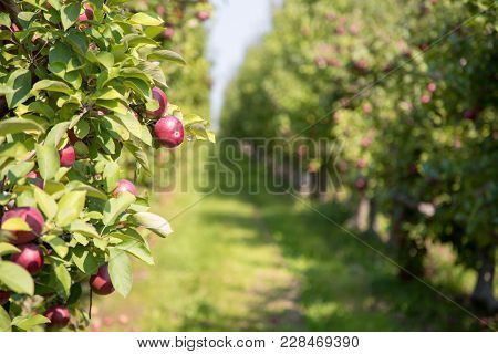 Apple orchard in summer with selective focus on one piece of fruit with boken background. In the countryside of Quebec Province, Canada. 