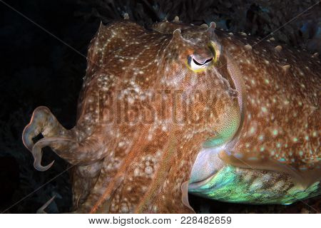 Close-up Of A Broadclub Cuttlefish (sepia Latimanus). Anilao, Philippines