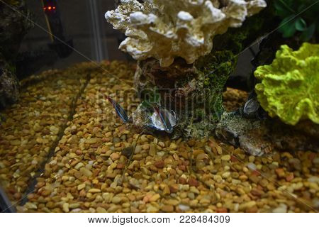 Neon Tetras In A Fish Tank