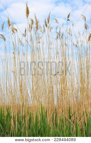 Full Reed Plants With Thin Stems,  Green Leafs And Yellow Stems Against A Soft Blue Cloudy Sky