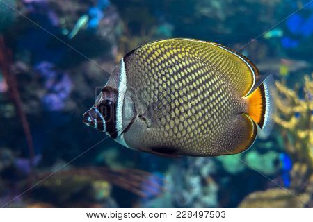 Redtail Butterflyfish (chaetodon Collare) In The Indian Ocean