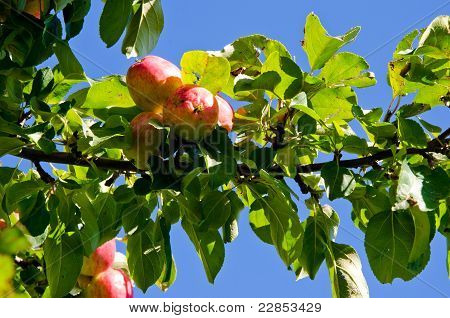 Apple tree