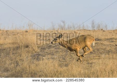 A White-tailed Buck Runs Along A Rocky Hillside At The Tallgrass Prairie Preserve In Pawhuska, Oklah