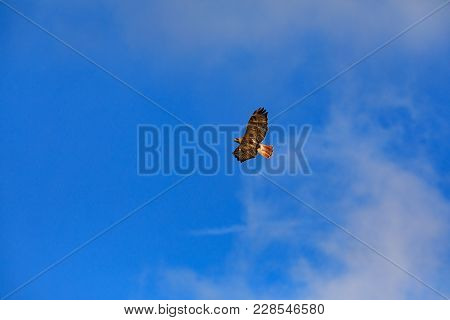 Redtailed Hawk Soars Above On The Hunt For Food At The Tallgrass Prairie Preserve, Pawhuska, Oklahom
