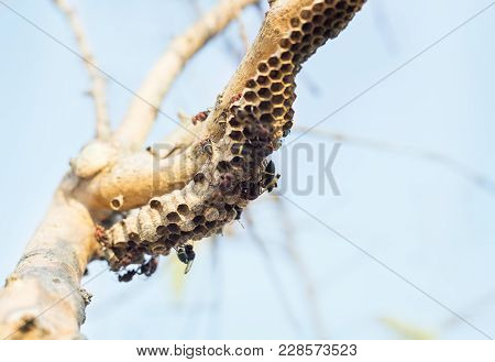 Hornet Bug And Nest On Wood