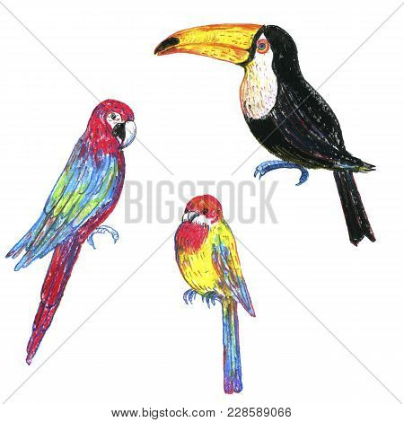 Drawing Exotic Birds, Toucan And Parrots, Hand Drawn Illustration