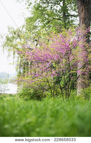 Redbud Tree. Spring Flowering With Small Lilac Flowers