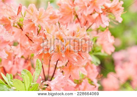 Orange And Yellow Rhododendron Flowers Blooming Outdoors In The Garden In Summer