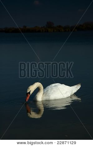 Svane på søer