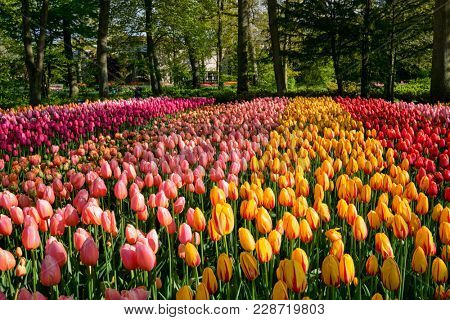 Blooming tulips flowerbed in Keukenhof flower garden, also known as the Garden of Europe, one of the world largest flower gardens and popular tourist attraction. Lisse, the Netherlands.