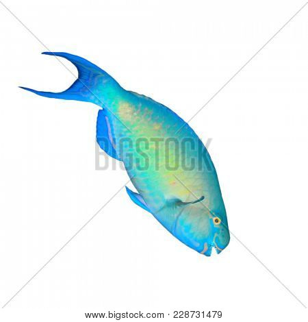 Parrotfish tropical reef fish isolated on white background