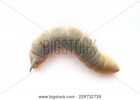 Hawk-moth Caterpillar Isolated On A White Background.