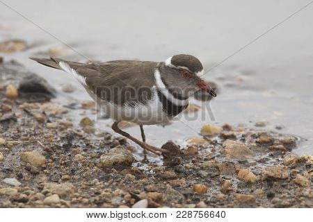 Three-banded Plover Walking Along A Gravel Shore Looking For Food In The Shallows